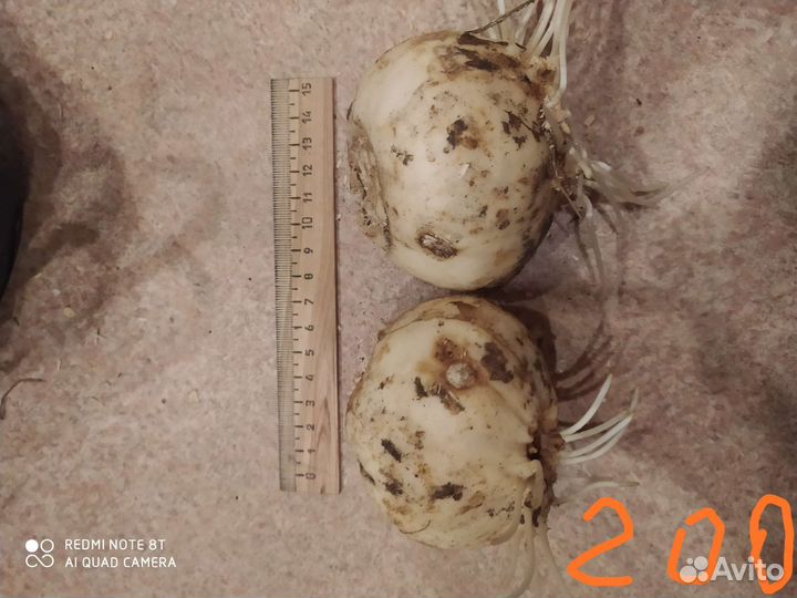 Рябчик императорский