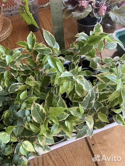 Фикусы разные