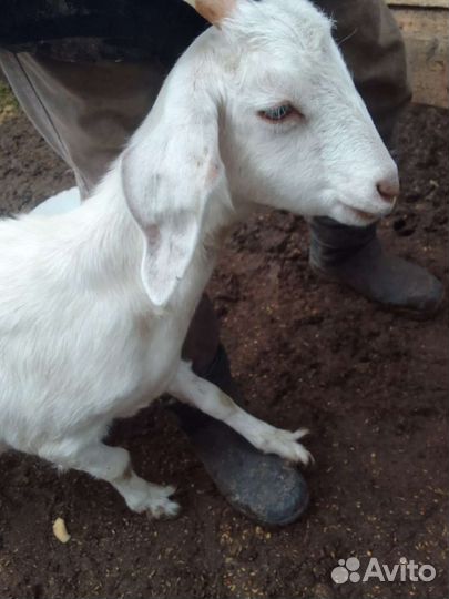 Козел англо-нуб