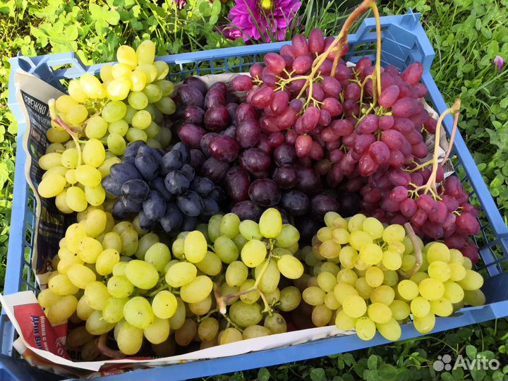 Саженцы винограда