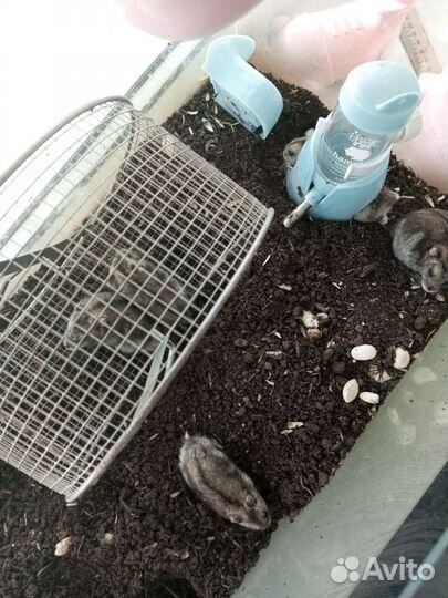 Хомячки джунгарики мальчики и девочки