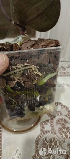 Орхидея фаленопсис мини