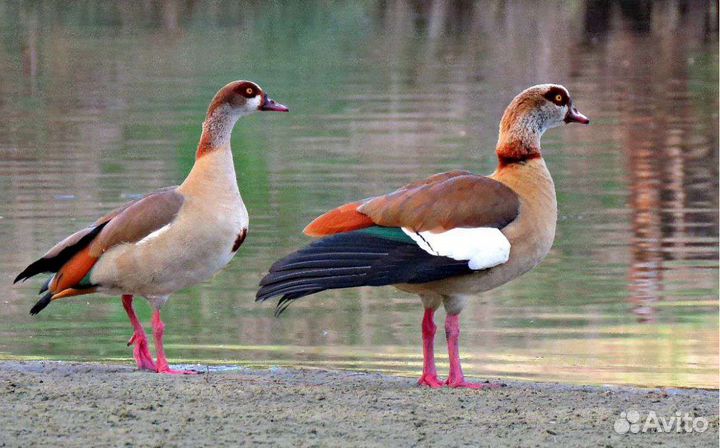 Декоративные птицы