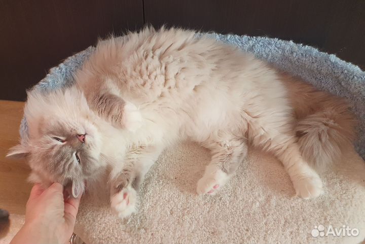 Кот рэгдолл