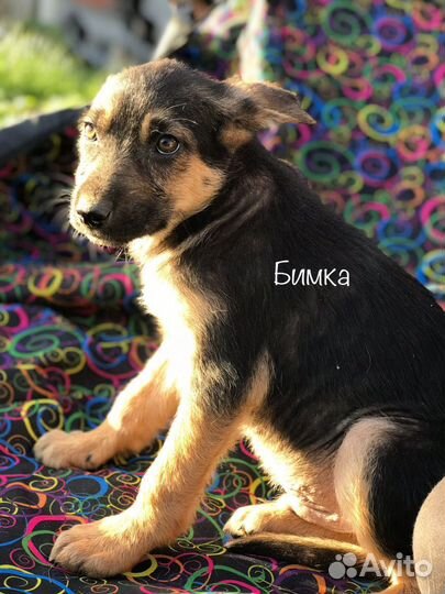 Щенки мальчики
