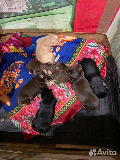 Той-терьер щенки