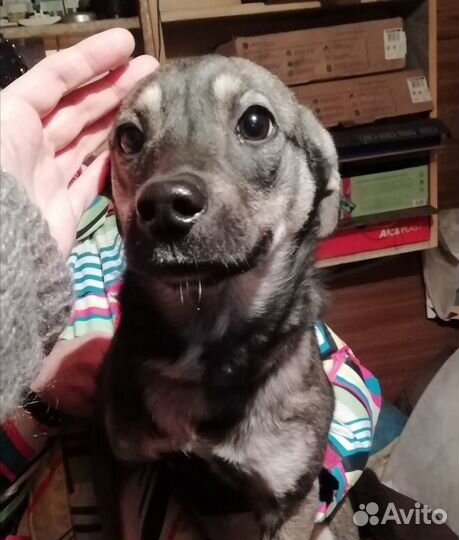 Собачку в добрые руки