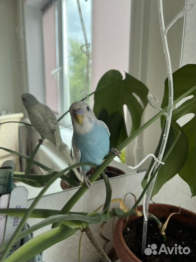 Ручной попугай, мальчик