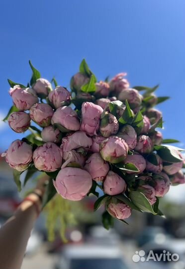 Пион сара бернар