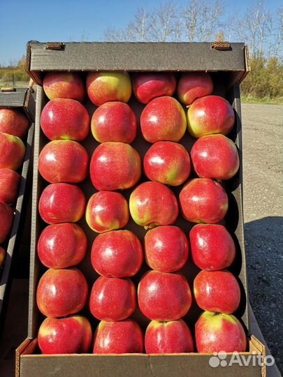 Продам яблоки оптом