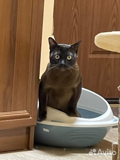 На брони Продаю вредного кота