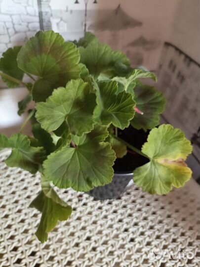 Пеларгония герань