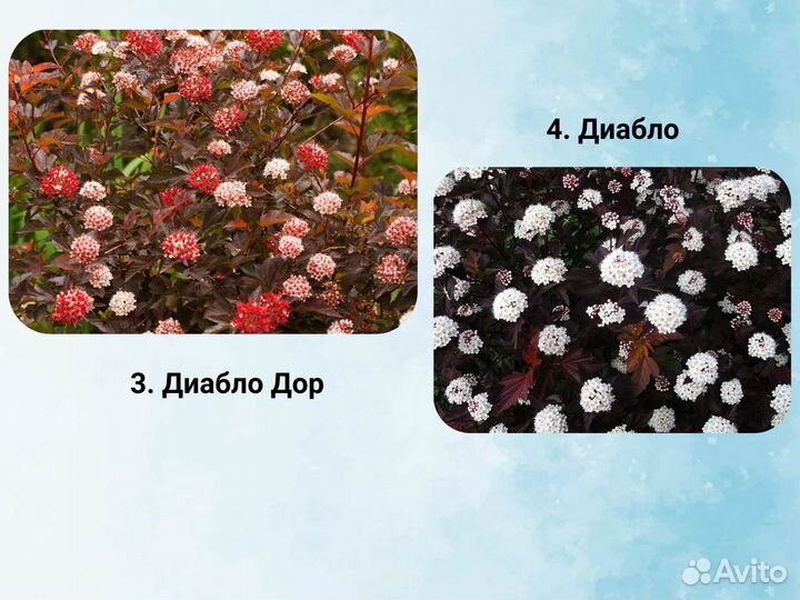 Саженцы пузыреплодника, пузыреплодник