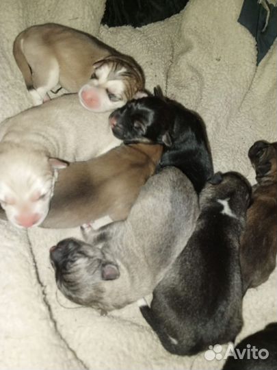 Щенки хаски