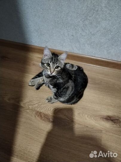 Кошка в дар бесплатно
