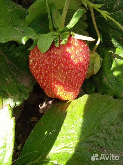 Рассада клубники