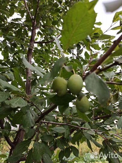 Слива саженец