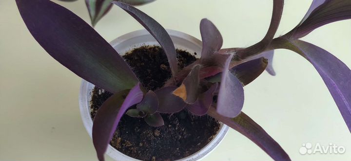 Традесканция Паллида, Пурпурное сердце