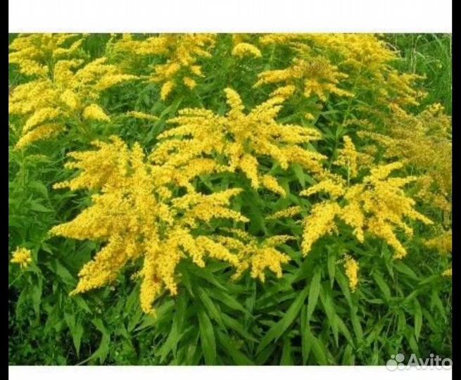 Колокольчики,Золотарник,Очиток