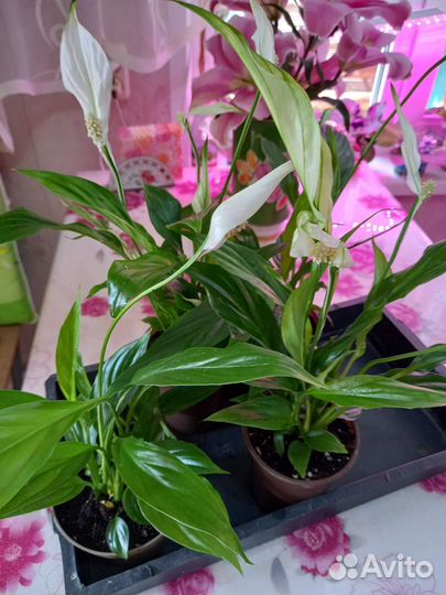 Комнатные цветы