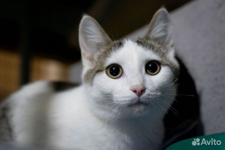 Захар котенок