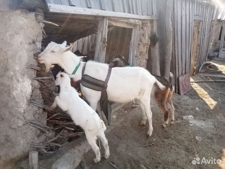 Козел зааненский