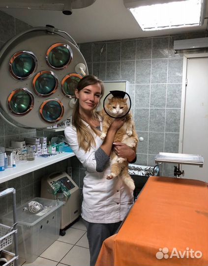 Ветеринарный врач на дому