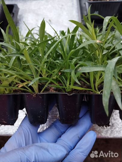 Гвоздика ампельная черенки