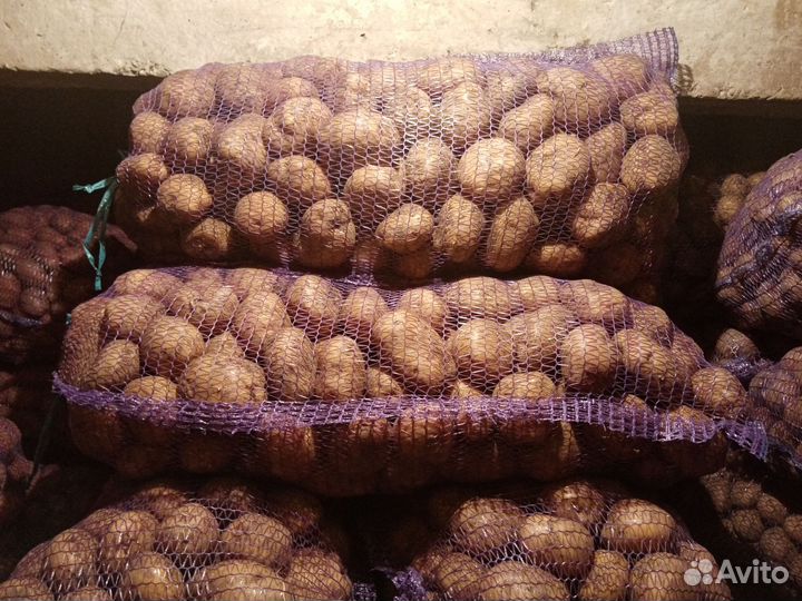 Картофель крупный