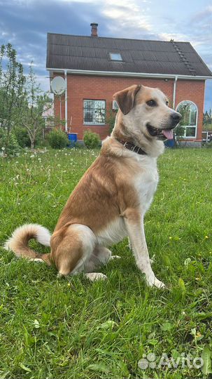 Собака улыбака в добрые руки дар