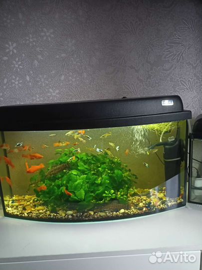 Аквариум с рыбками