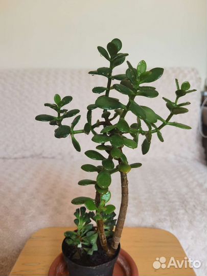 Толстянка древовидная