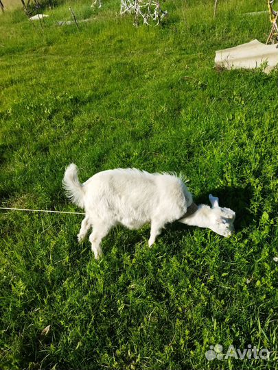 Козы козлята