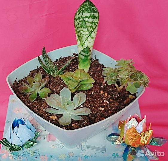 Суккулентный садик