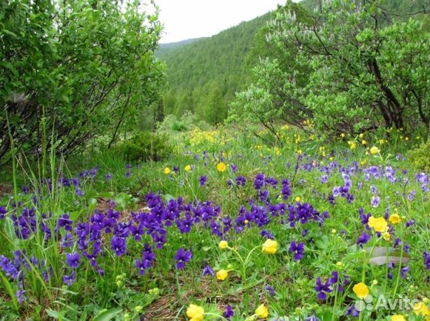 Мёд 24 года из Алтая оптом