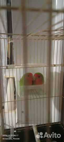 Неразлучники