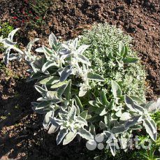 Многолетники для сада