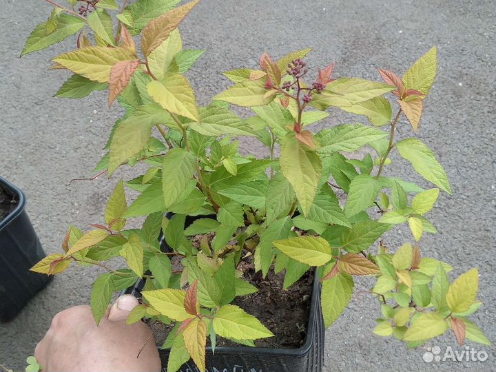 Декоративые кустарники