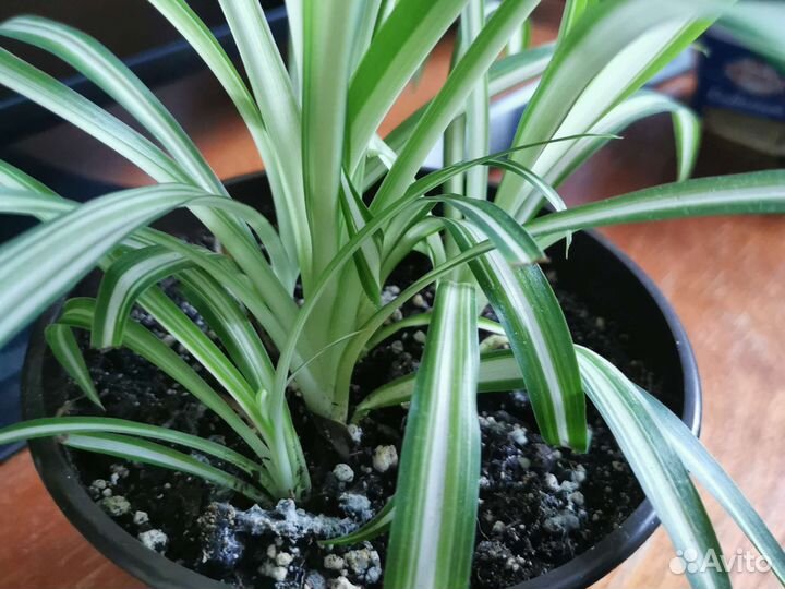 Хлорофитум хохлатый