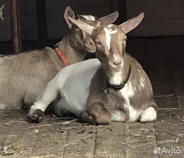 Коза камерунская