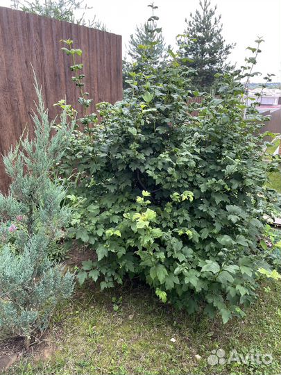 Калина Бульденеж крупномер 160-170 см