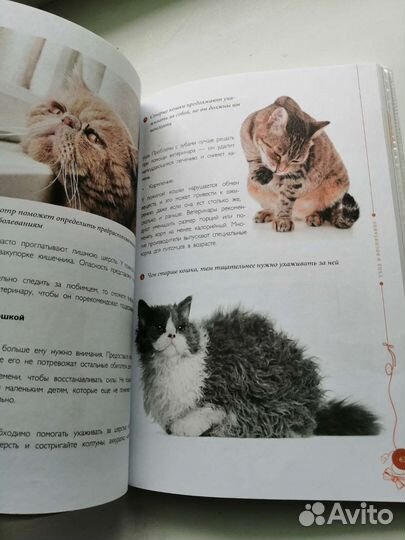 Книга все о кошках