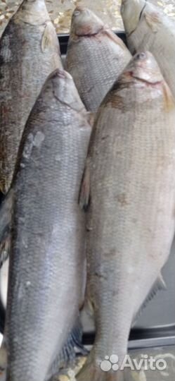 Рыбы морская и речная, морепродукты