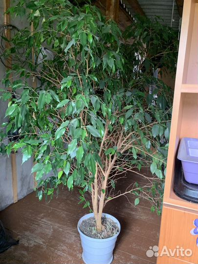 Фикус бенджамина