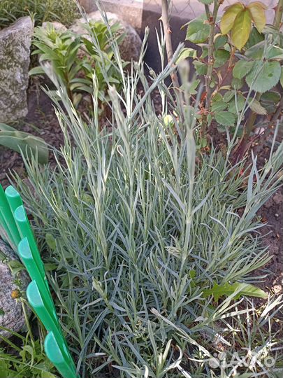 Садовые растения