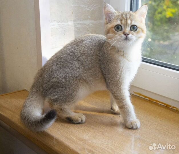 Британский золотой котенок