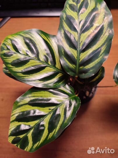 Калатея Зебрина, Макояна, Лансифолия, Нетворк