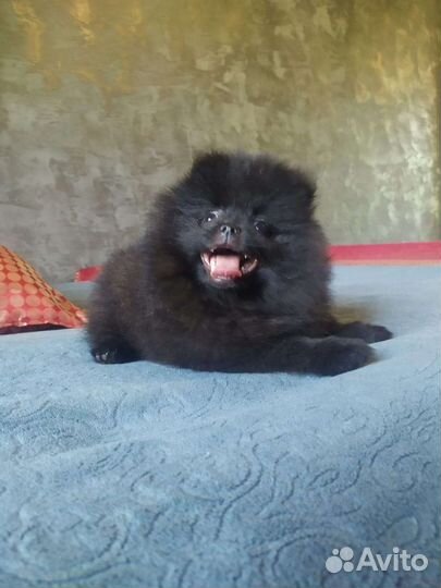 Померанский шпиц медвежьего типа