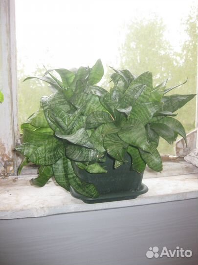 Сансевиерия