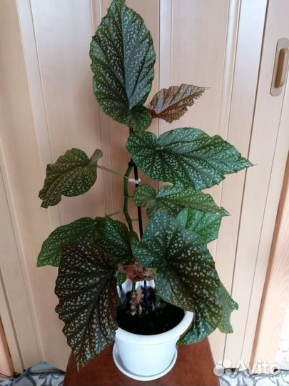 Бегония Королевская краповая